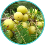 Amla Extract (50mg) (Emblica Officinalis)