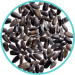 Kokilax Seeds (50mg)(Asteracantha Longifolia)