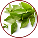 Curry Leaves Extract (50mg) (Murraya Koenigii)