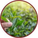 Tea Tree Oil (Melaleuca Alternifolia)