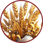 Wheat Germ/Vit E (Triticum Sativum)