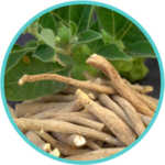 Ashwagandha Extract (50mg) (Withania Somnifera)