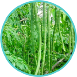 Moringa Extract (50mg) (Moringa Oleifera)