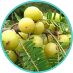 Amla Extract (100mg) (Emblica Afficinalis)