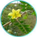 Gokshur Extract (50mg) (Tribulus Terrestris)