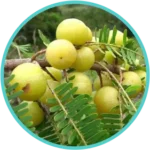 Amla Extract (50mg) (Emblica Officinalis)