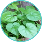 Giloy Extract (50mg) (Tinospora Cordifolia)