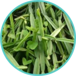 Hadjod Extract (100mg) (Cissus Quadrangularis)