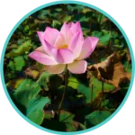 Lotus Seed (50mg)(Nelumbo Nucifera)