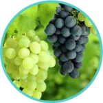 Draksha (50mg) (Vitis Vinifera Linn)