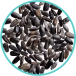 Kokilax Seeds (50mg)(Asteracantha Longifolia)