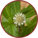 Bhringraj Extract (50mg) (Eclipta Alba)