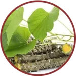 Giloy Extract (50mg) (Tinospora Cordifolia)