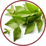 Curry Leaves Extract (50mg) (Murraya Koenigii)