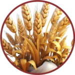 Wheat Germ/Vit E (Triticum Sativum)