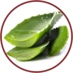 Aloe Vera Stem Liquid Extract (Aloe Barbadensis)