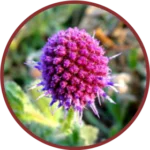 Gorakhmundi Liquid Extract (Sphaeranthus Indicus)