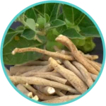 Ashwagandha Extract (50mg) (Withania Somnifera)