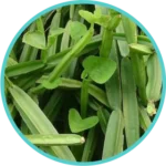 Hadjod Extract (50mg) (Cissus Quadrangularis)