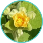 Bala Extract (50mg) (Sida Cordifolia)