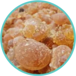 BabulGond (Goghrit bharjit)  (Acacia Arabica)