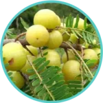Amla Extract (100mg) (Emblica Afficinalis)
