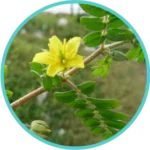 Gokshur Extract (50mg) (Tribulus Terrestris)